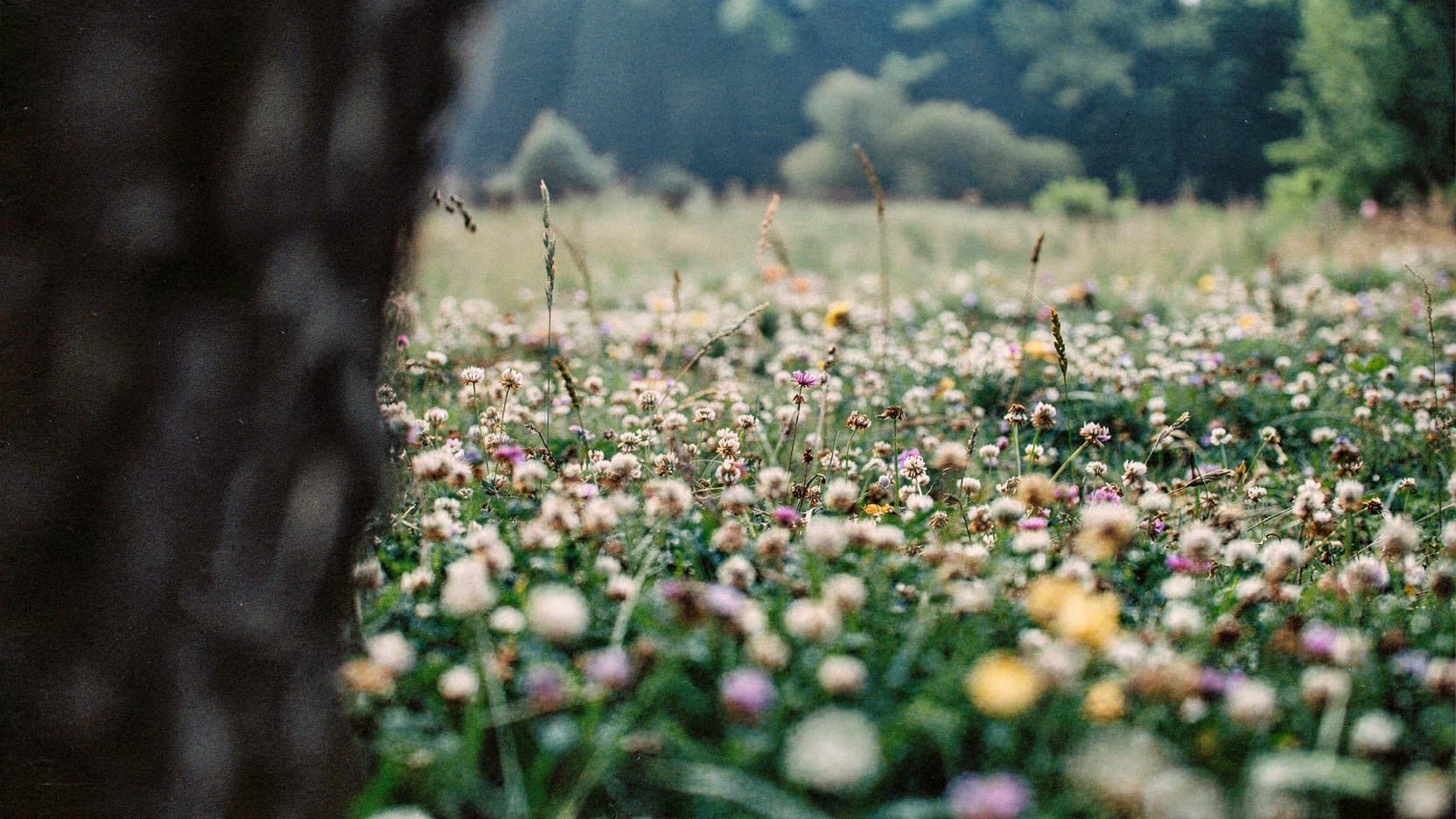 A clover meadow in flower seen past a dark tree trunk, treeline blurred beyond