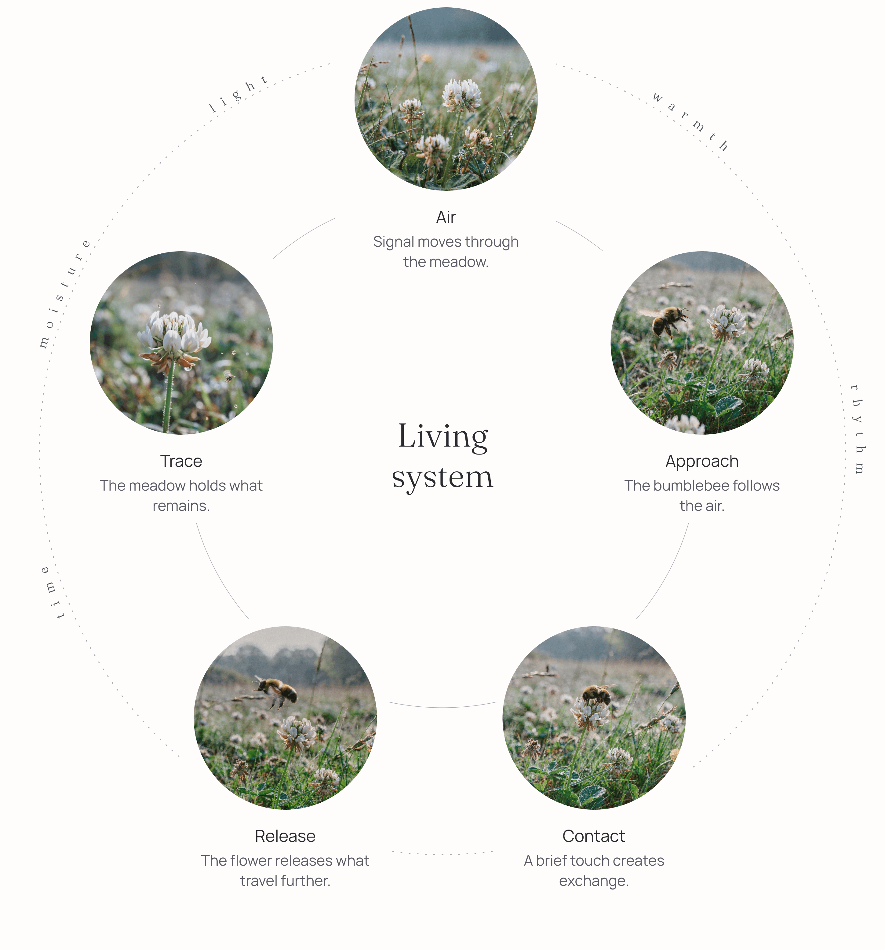 A living-system diagram: five stages — Air, Approach, Contact, Release and Trace — arranged in a circle around a Living system centre, ringed by the qualities time, moisture, light, warmth and rhythm.