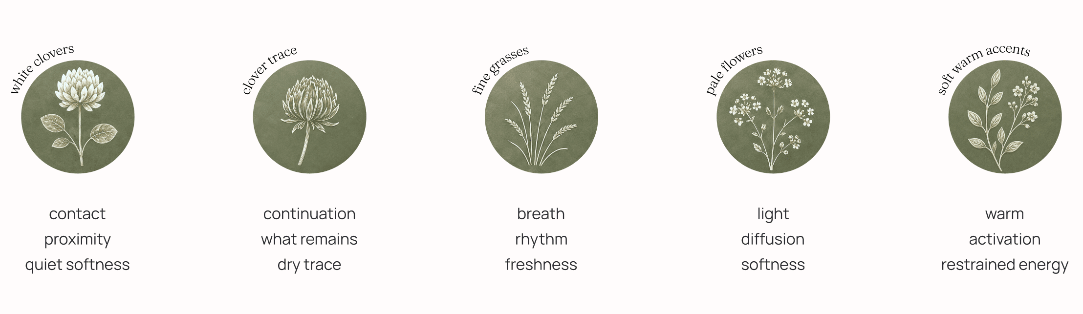 Five botanical studies — white clovers (contact, proximity, quiet softness), clover trace (continuation, what remains, dry trace), fine grasses (breath, rhythm, freshness), pale flowers (light, diffusion, softness) and soft warm accents (warm, activation, restrained energy).