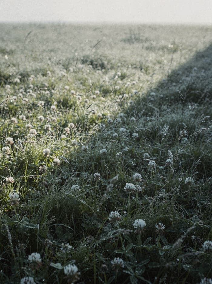 Dew-soaked white clover and grass, low morning light crossing the field diagonally