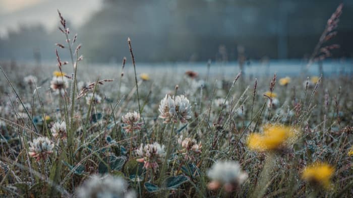 Dew-covered clover and seed heads in cool blue-grey light, one yellow flower behind