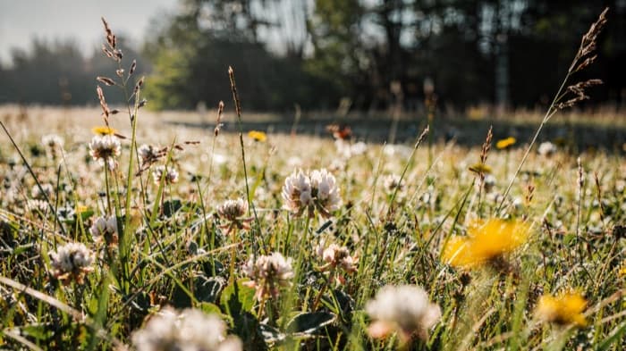 The clover field in full sun, warm light on seed heads and yellow blooms