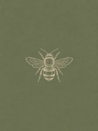 Fine engraved-style drawing of a bee with wings spread, on olive green paper